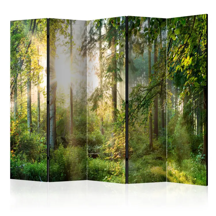 Natureza Indomada II - paisagem florestal contra a luz solar