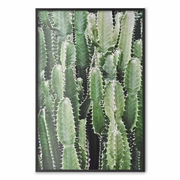 Jardim de Cactos - composição com plantas espinhosas em tons de verde