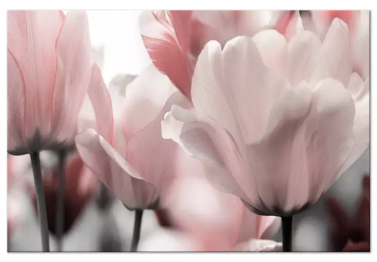 Pétalas de Primavera (1 peça) - Tulipa em Tons de Rosa