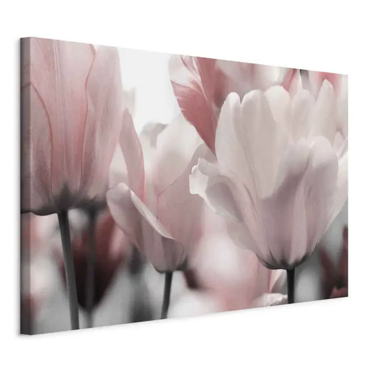 Pétalas de Primavera - Tulipa em Tons de Rosa