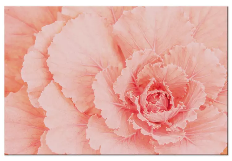 Flor delicada - uma planta subtil em rosa natural.