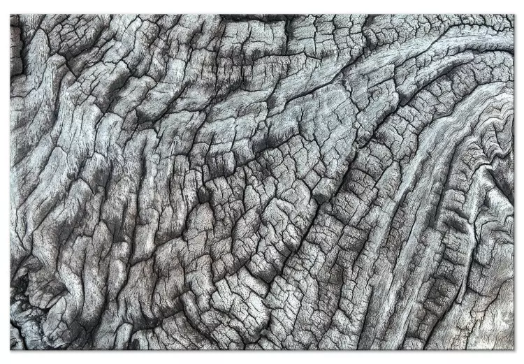 Casca de árvore - estrutura monocromática de natureza cinzenta