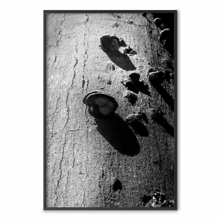 Fragmento de Floresta - fotografia em preto e branco de uma árvore com um fungo na casca