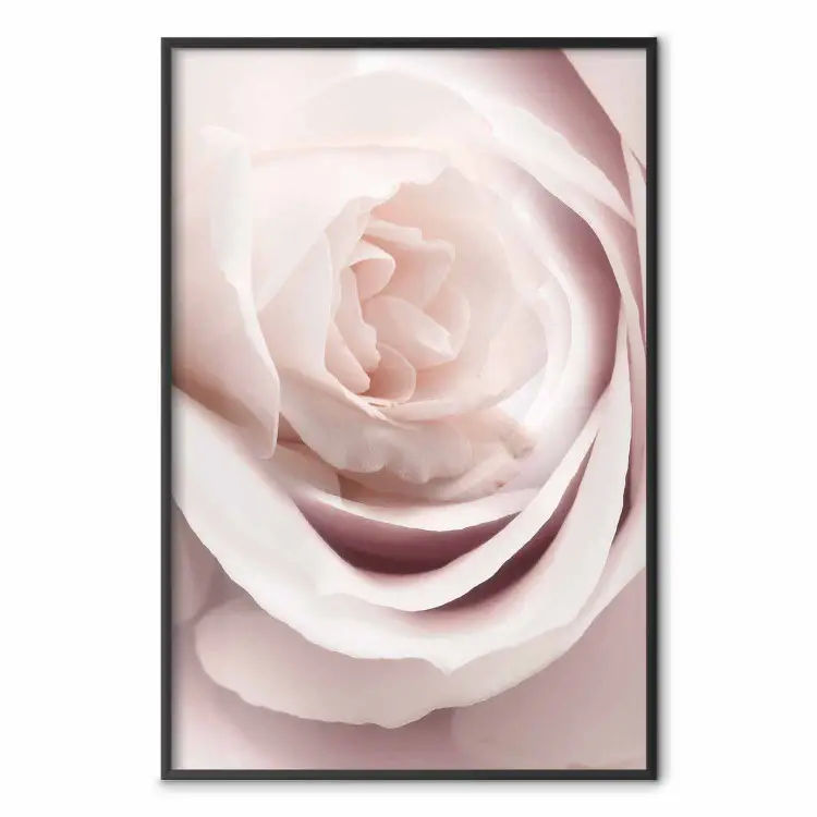 Rosa de Porcelana - planta rosa clara com uma bela flor de rosa fresca