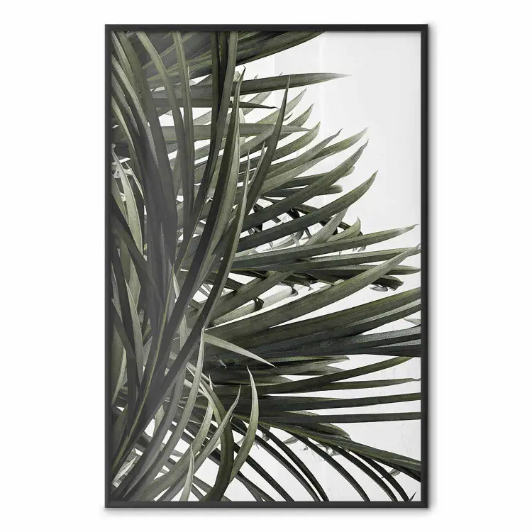 À Sombra das Palmeiras - folhas naturais de planta tropical em fundo branco