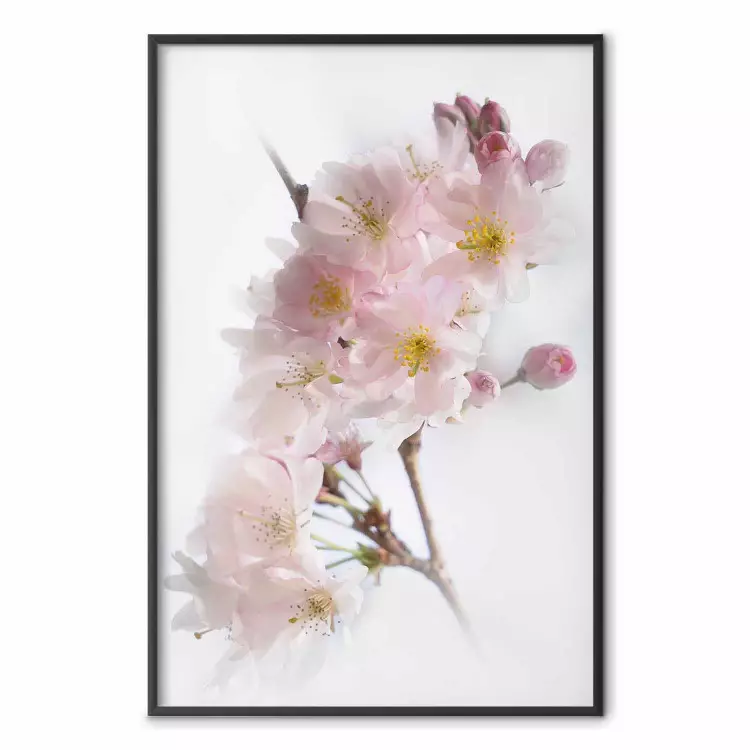 Primavera no Japão - galho com flores rosa em um fundo branco brilhante
