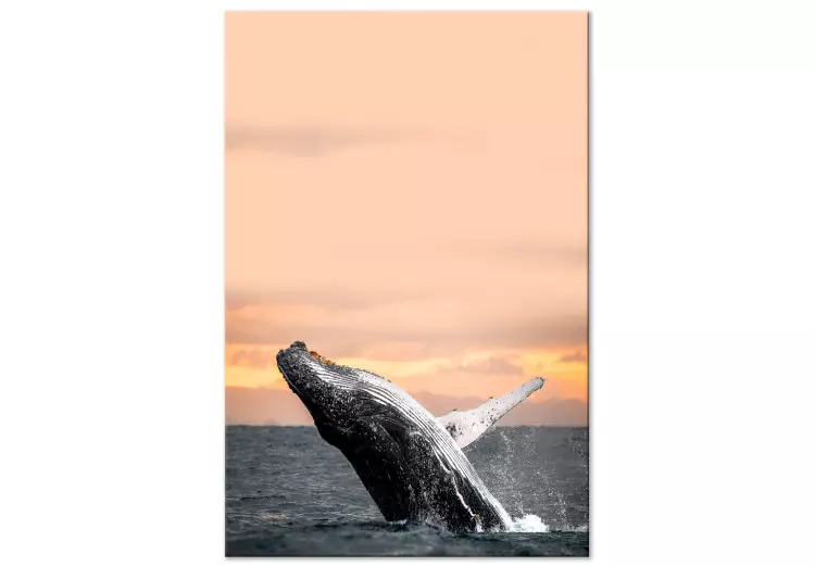 Elevação da baleia jubarte - baleia sobre o fundo do sol poente