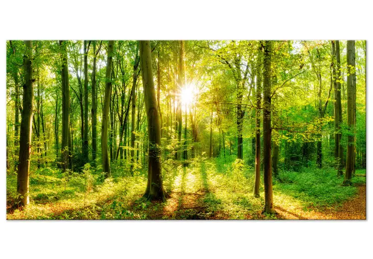 Magia verde II - floresta com sol entre as árvores