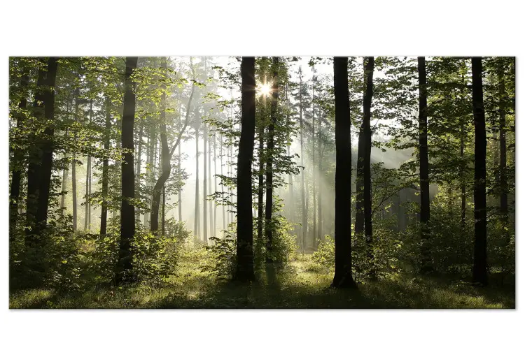 Floresta: Manhã maravilhosa II - paisagem florestal com sol entre as árvores