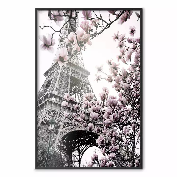 Magnólias ao Sol de Paris - flores rosas contra o fundo cinza da Torre Eiffel