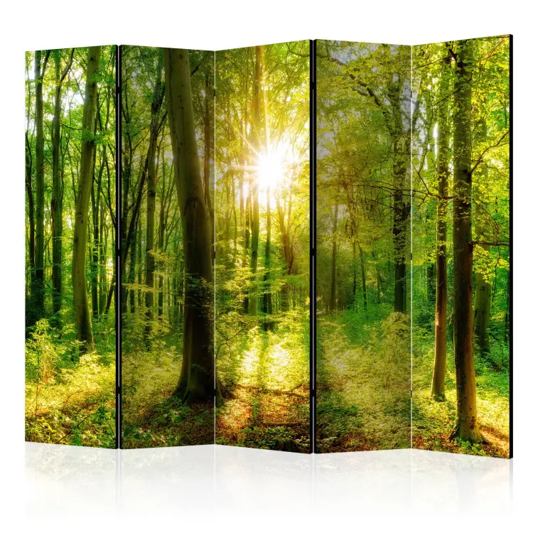Raios da Floresta II - paisagem de vegetação florestal e raios solares