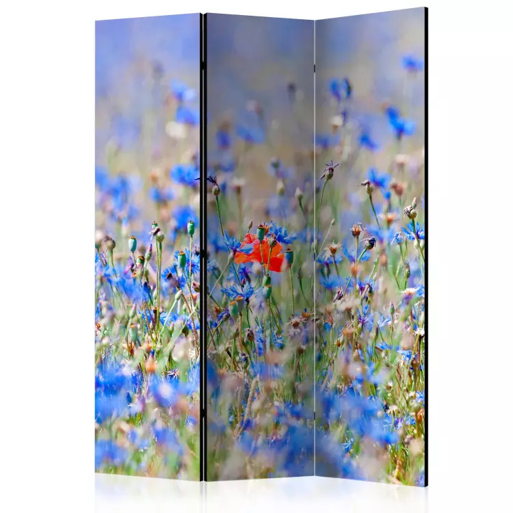 Prado em Azul Celeste - Centáureas - paisagem de verão com flores azuis
