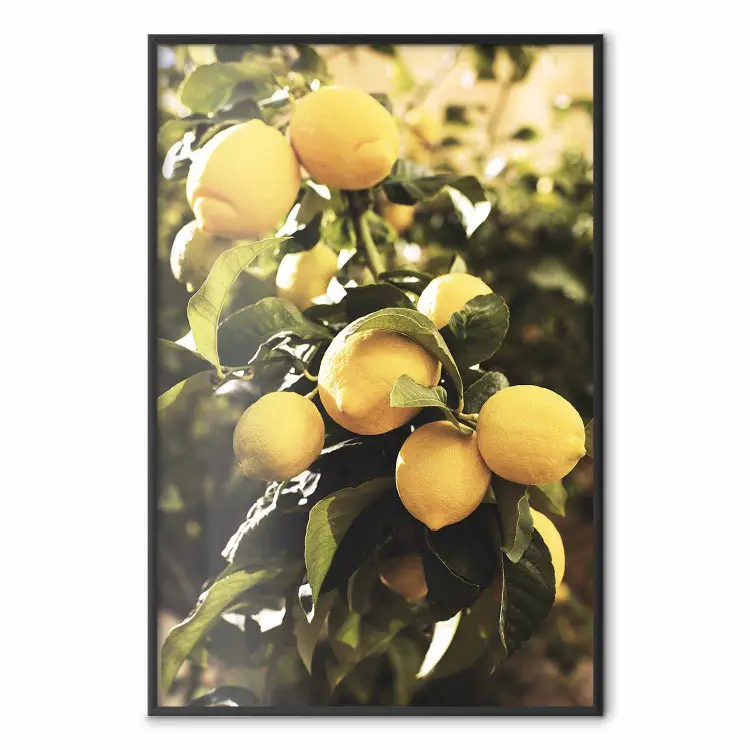 Citrus Italiano - composição com limões amarelos em meio a plantas verdes
