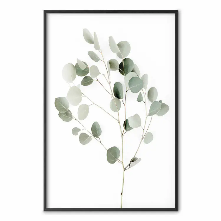 Eucalipto Prateado - composição simples com folhas verdes em fundo branco