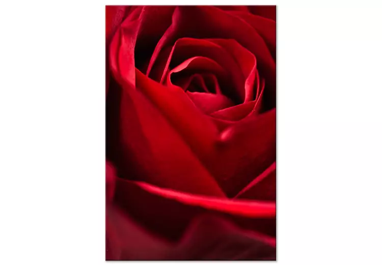 Flor Vermelha (1 peça) - close-up de pétalas de rosa delicadas