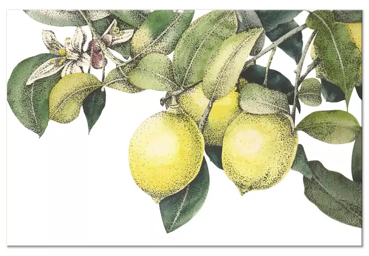 Limões e Folhas (1 peça) - frutas cítricas coloridas em uma árvore