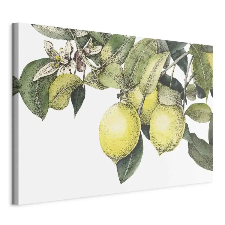 Limões e Folhas - frutas cítricas coloridas em uma árvore