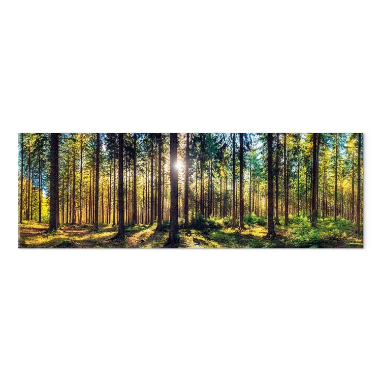 Árvores Luminosas - raios solares na floresta