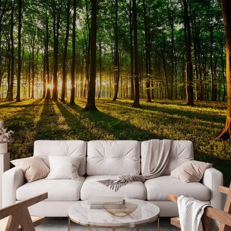 Primavera: manhã na floresta - paisagem com nascer do sol entre árvores