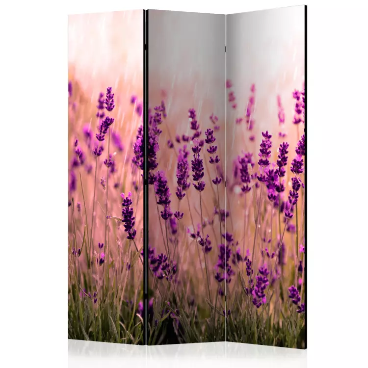Lavanda na Chuva - flores românticas de lavanda em um prado