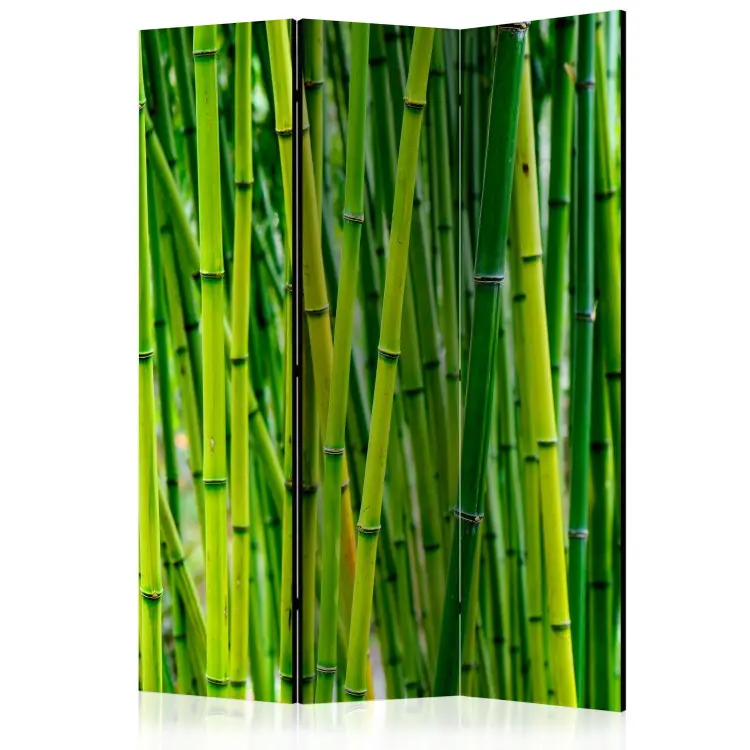 Floresta de Bambu - árvores de bambu verde em um motivo oriental Zen
