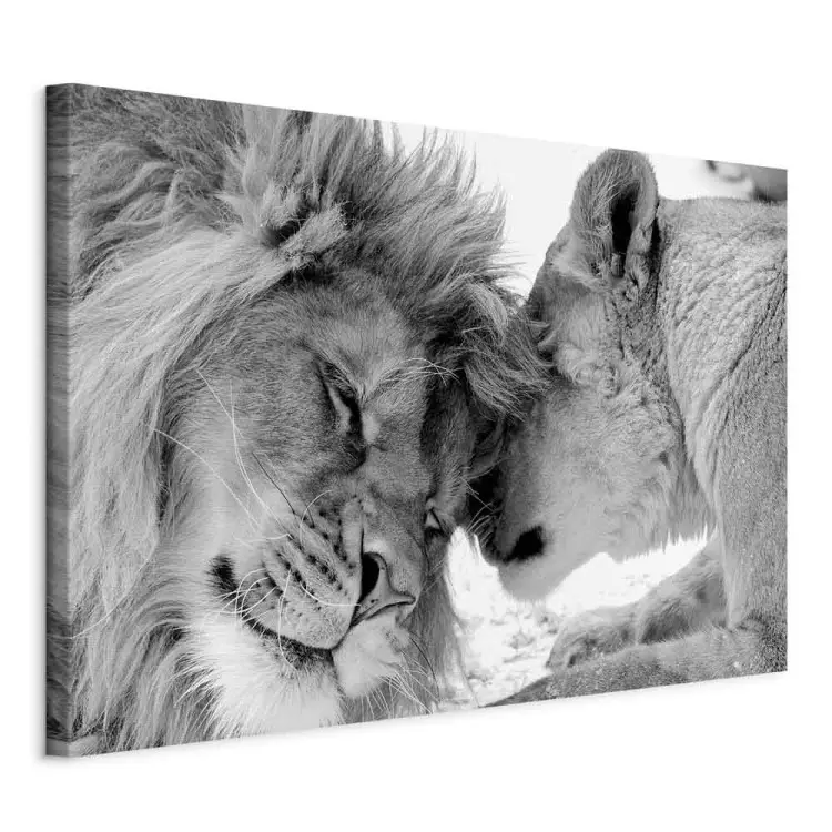 O amor do leão