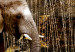 Quadro em tela Brown Elephants (5 Parts) Wide 50000 additionalThumb 5
