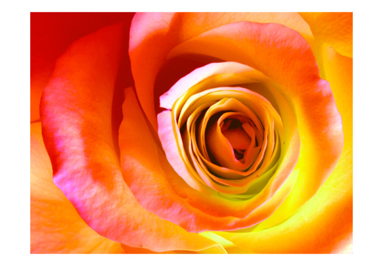 Mural de parede Rosa do Deserto - close-up de uma flor de rosa em cores energéticas 60330 additionalImage 1
