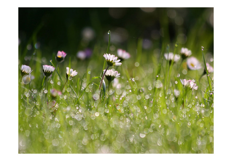 Fotomural Margaridas - orvalho da manhã e paisagem de prado com flores em gotas de água 60470 additionalImage 1
