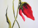 Pintura em tela Flores de papoila escarlate 48531 additionalThumb 2