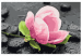 Desenho para pintar com números Pink Flower and Stones 107522 additionalThumb 7