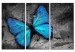 Quadro pintado The study of butterfly - triptych 50362