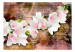 Mural Finesse da Natureza - Flores brancas de magnólia em uma velha madeira com reflexo 62272 additionalThumb 1