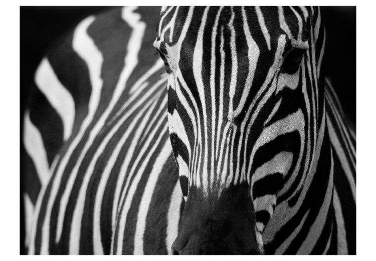 Mural Natureza Africana - Zebra Monolítica em Listras Preto e Branco em Fundo Preto 61344 additionalImage 1