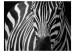 Mural Natureza Africana - Zebra Monolítica em Listras Preto e Branco em Fundo Preto 61344 additionalThumb 1