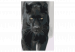 Desenho para pintar com números Black Panther 134884 additionalThumb 7