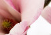 Quadro em tela Pure magnolias 50435 additionalThumb 5
