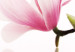 Pintura em tela Magnolias: pink flowers 50065 additionalThumb 5
