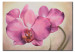 Quadro em tela Orquídeas cor-de-rosa 48636