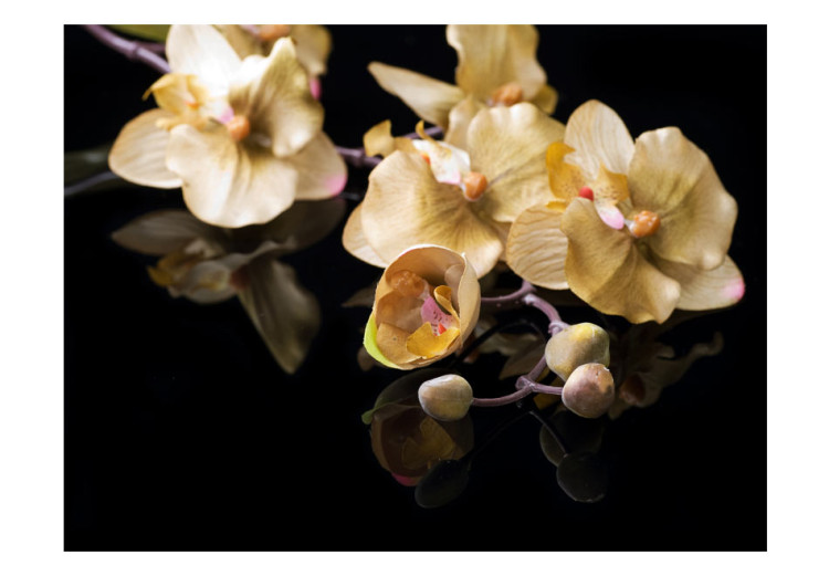 Fotomural Orquídeas em Tons de Crú - motivo floral suave em fundo preto 60227 additionalImage 1