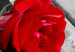 Quadro Carmine rose 50008 additionalThumb 5
