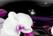 Quadro em tela Orchids on a black background 50028 additionalThumb 5