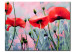 Pintura em tela Só papoilas - grandes flores vermelhas sobre fundo natural de plantas 48568