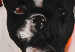 Quadro Bulldog escuro - retrato abstracto de um cão sobre um fundo vermelho 49498 additionalThumb 2